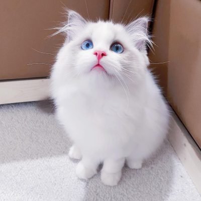 Female Ragdoll Kitten Normany Female Ragdoll Kitten Normany